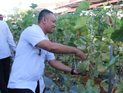 Panen Raya Melon di Lapas Pekanbaru Jadi Bukti Komitmen Dukung Ketahanan Pangan