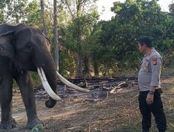 Warga Kotagaro Donasi Pakan Gajah 4 Ton, Polisi Apresiasi Upaya Pelestarian Alam!