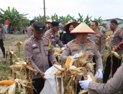Polresta Pekanbaru Laksanakan Panen Raya Jagung Pipil Kuartal IV Tahun 2025