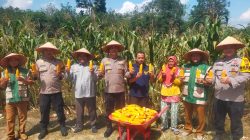 “Lahan Bumdes Menghasilkan, Kapolsek Kampar Kiri Hilir Apresiasi Kelompok Tani yang Sukses Panen Jagung!”