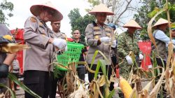 Polsek Kampar Bersama Polres Kampar Gelar Panen Jagung Serentak di Desa Ranah Singkuang