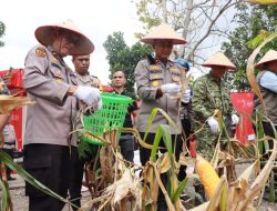 Polsek Kampar Bersama Polres Kampar Gelar Panen Jagung Serentak di Desa Ranah Singkuang