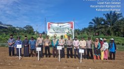 “Polsek Kampar Kiri Gandeng Kompleks Pesantren Dan Poktan – Tanami 1 Ha Jagung Pipil Lamuru, Dukung Ketahtanan Pangan”
