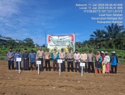 “Polsek Kampar Kiri Gandeng Kompleks Pesantren Dan Poktan – Tanami 1 Ha Jagung Pipil Lamuru, Dukung Ketahtanan Pangan”