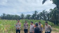 Polres Pelalawan Cek 12 Ha Jagung Pipil KUD Sialang Makmur, Komitmen Polri Kawal Ketahanan Pangan Hingga Panen