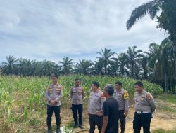 Polres Pelalawan Cek 12 Ha Jagung Pipil KUD Sialang Makmur, Komitmen Polri Kawal Ketahanan Pangan Hingga Panen