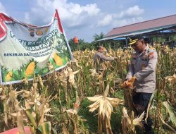 Kapolsek Kampar Kiri Kompol RZ Siregar turun langsung dalam kegiatan Panen Raya Jagung Pupil Kuartal Pertama